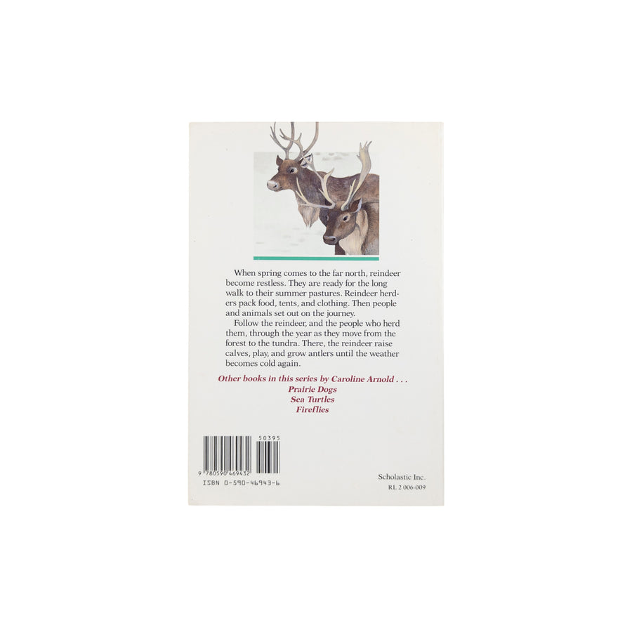 Reindeer
