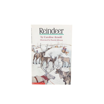 Reindeer
